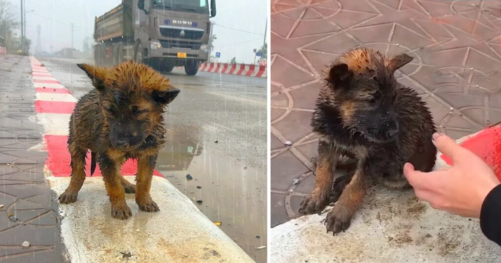 A Puppy Abandoned On The Highway In The Cold Rain Is Begging For Help From Passersby