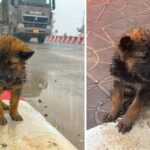 A Puppy Abandoned On The Highway In The Cold Rain Is Begging For Help From Passersby