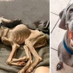 From A ‘Bone Wanted To Pierce Skin’ Emaciated Puppy Into The Most Handsome Dog Ever!