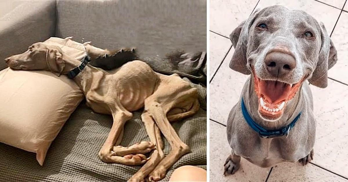 From A ‘Bone Wanted To Pierce Skin’ Emaciated Puppy Into The Most Handsome Dog Ever!