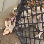 The dog was stuck in the iron door, groaning and crying for help for hours