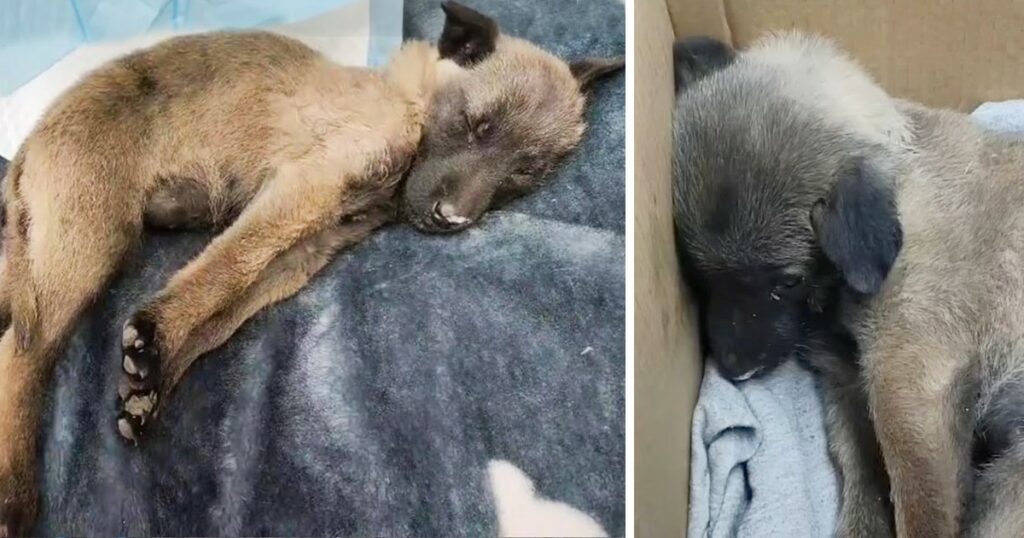 2 Month Old Puppy Beaten to Paralyzed By Owner, Never Gives Up Fighting To Stand Up High