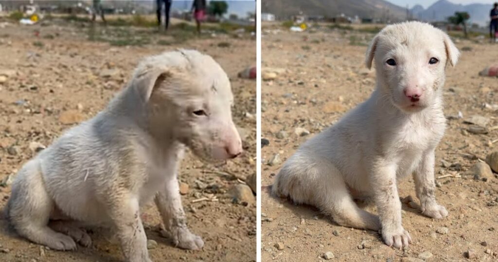 Puppy Whose Tail Was Cut Off With Scissors Finds A Loving Forever Home