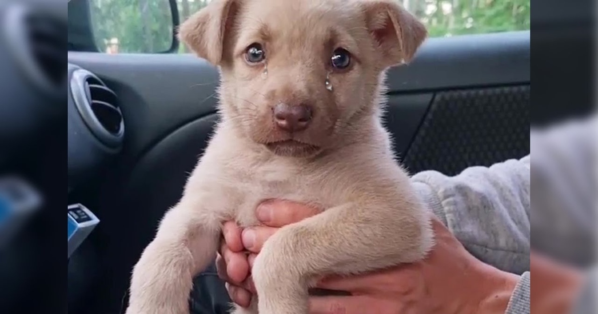 She Cried In The Car When I Took Her Out Of The Cemetery, She Missed Her Mom