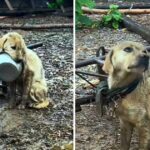 He Held An Empty Bowl In His Mouth And Begged Passerby For Mercy, But Was Rejected