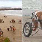 For The First Time Ever, A Woman Takes 18 CrippIed Dogs To The Beach