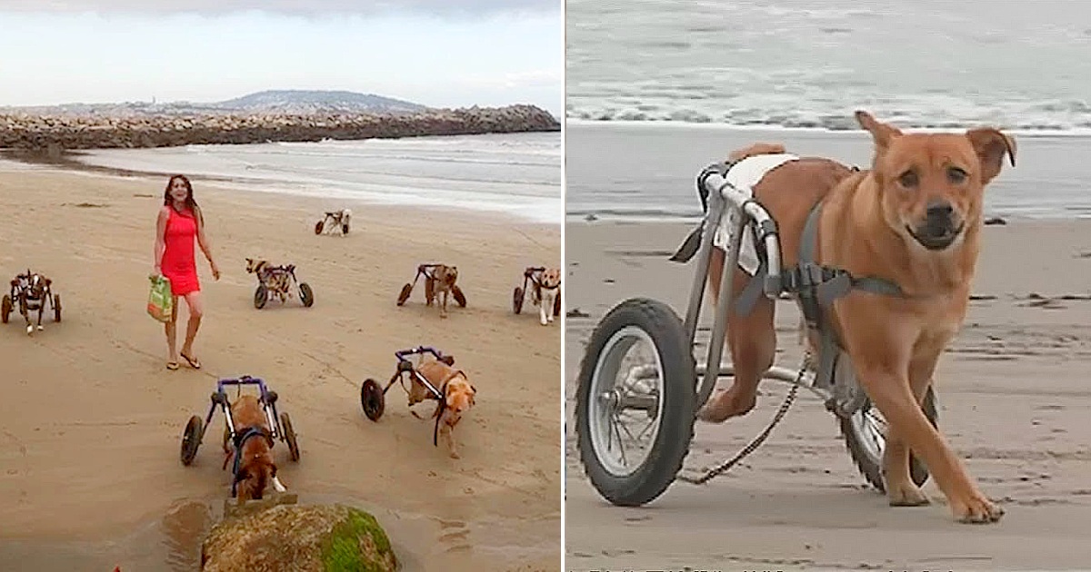 For The First Time Ever, A Woman Takes 18 CrippIed Dogs To The Beach