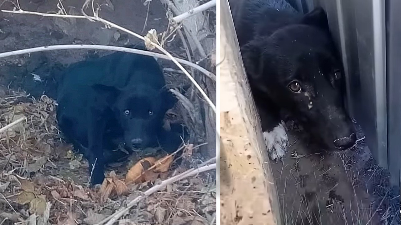 She Crawled Around The Park Begging For Food For Weeks And Belatedly Shed Tears