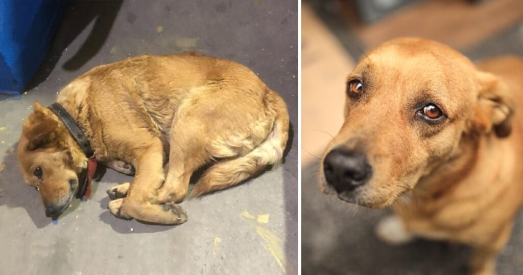 She cried and was sad when she saw other dogs being loved and cherished in the pet shop