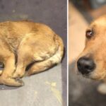 She cried and was sad when she saw other dogs being loved and cherished in the pet shop