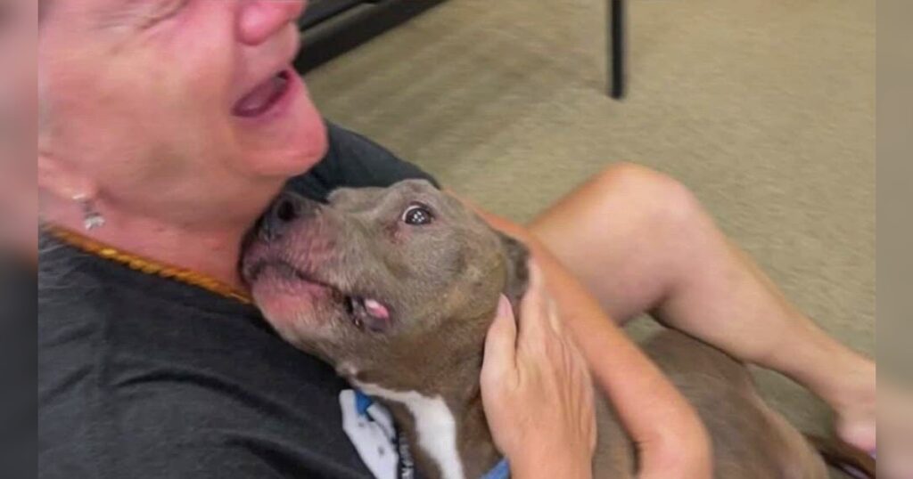 Pit Bull Missing For 8-Years Shows Up Malnourished But ‘Full Of Love’