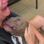 Pit Bull Missing For 8-Years Shows Up Malnourished But ‘Full Of Love’