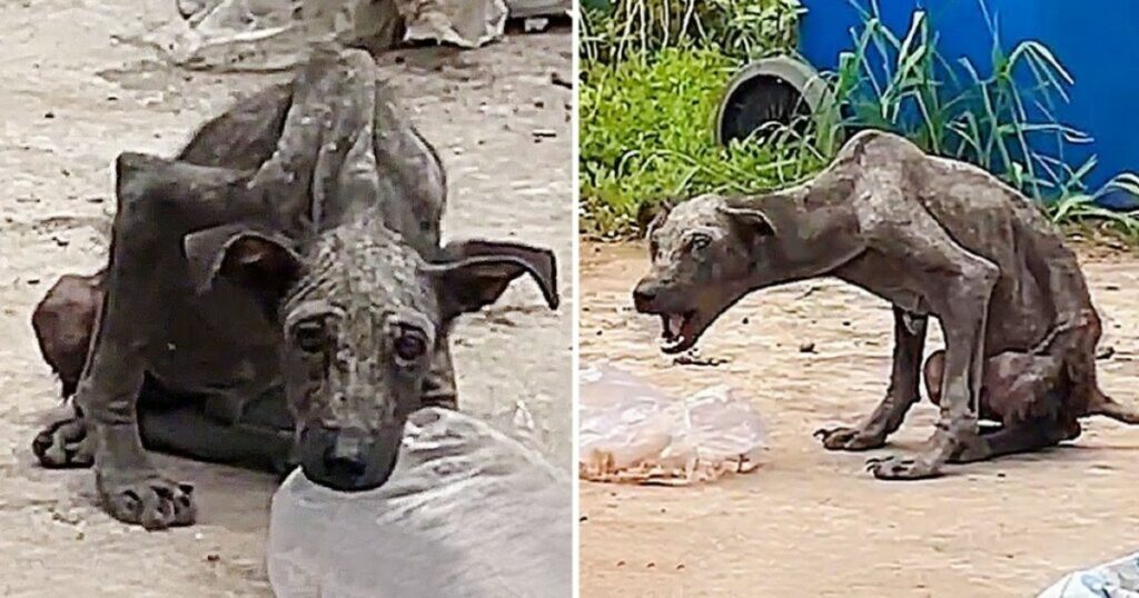 A skeletal stray dog discovered amid garbage, rescued by an angelic woman who brought it home and showered it with limitless love and care