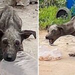 A skeletal stray dog discovered amid garbage, rescued by an angelic woman who brought it home and showered it with limitless love and care