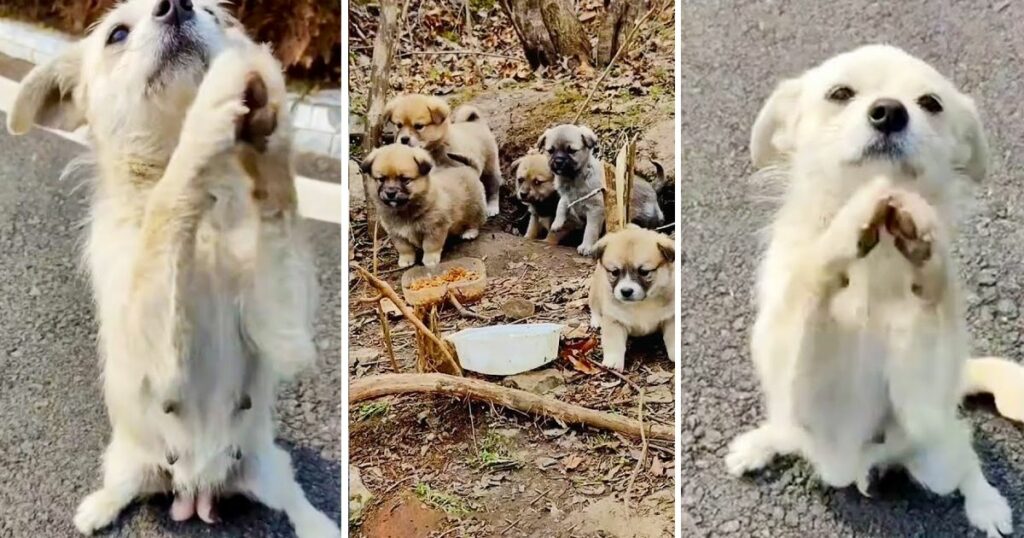 Desperate Mother Dog Blocks Road, Begs For Food For Her Puppies In Cave