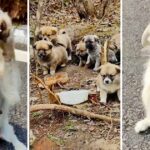 Desperate Mother Dog Blocks Road, Begs For Food For Her Puppies In Cave