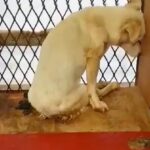 Scared Injured Dog Hides In A Corner Of Local Shelter After Years Of Starvation