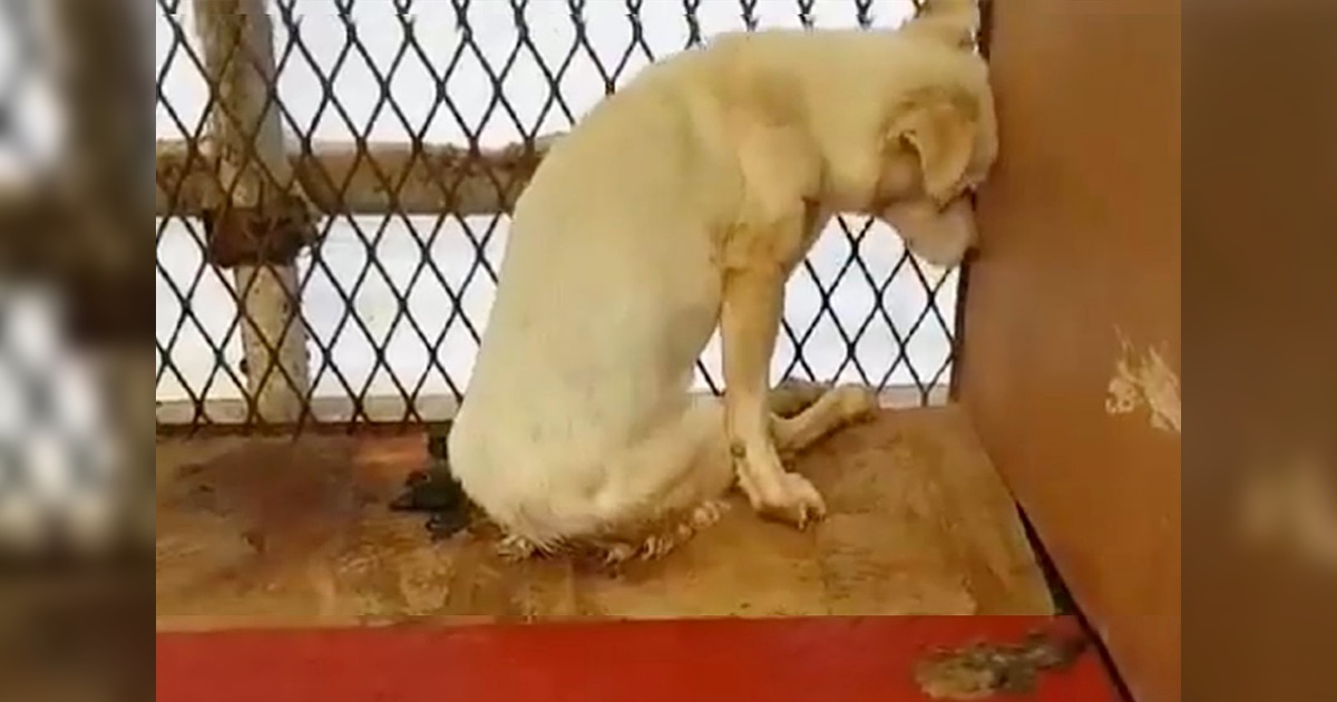 Scared Injured Dog Hides In A Corner Of Local Shelter After Years Of Starvation