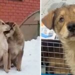 Shedding Tears with Two Blind Puppies Leading Each Other to Beg for Food