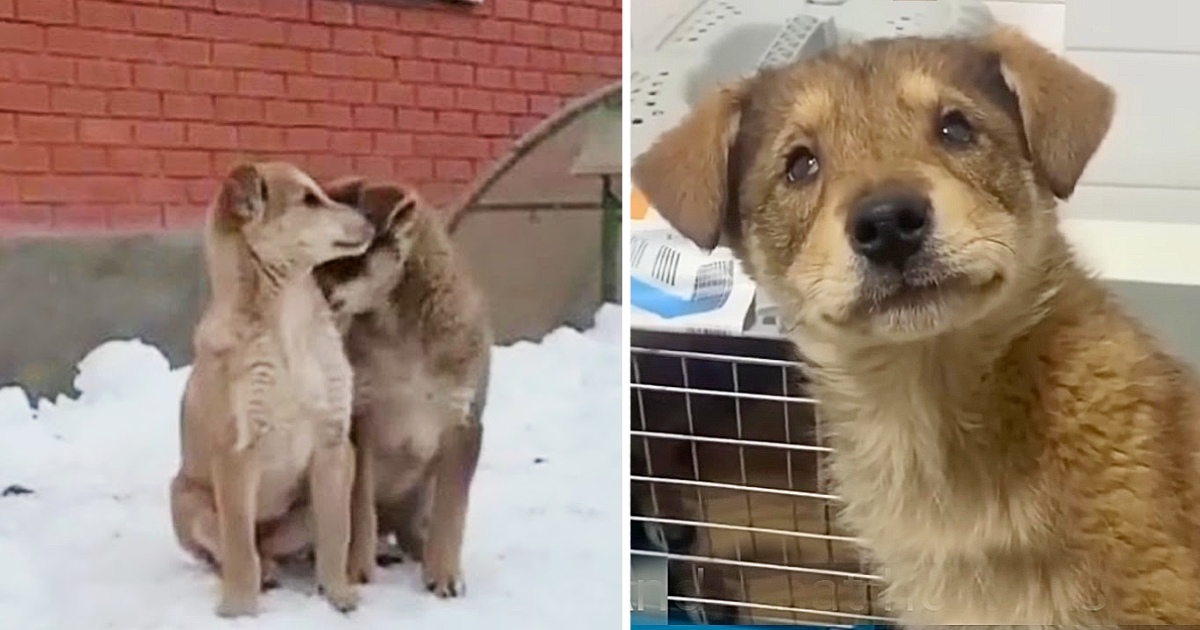 Shedding Tears with Two Blind Puppies Leading Each Other to Beg for Food