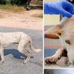 Wire Cutting Into A Dog’s Neck Nearly Killed Him & No One Cаred