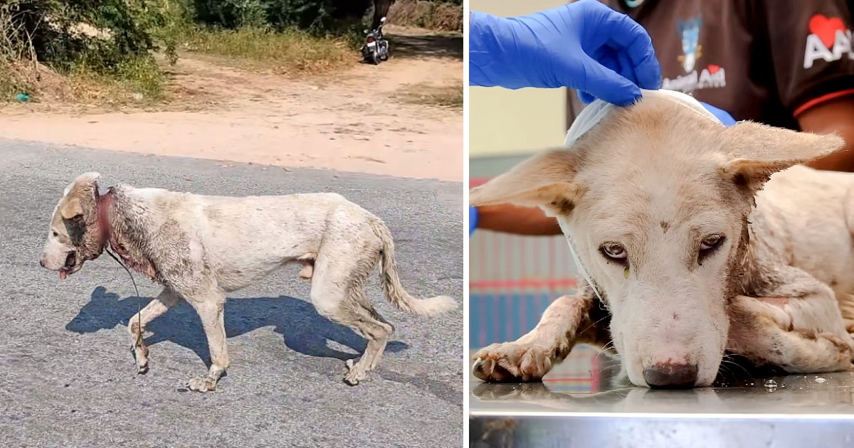 Wire Cutting Into A Dog’s Neck Nearly Killed Him & No One Cаred