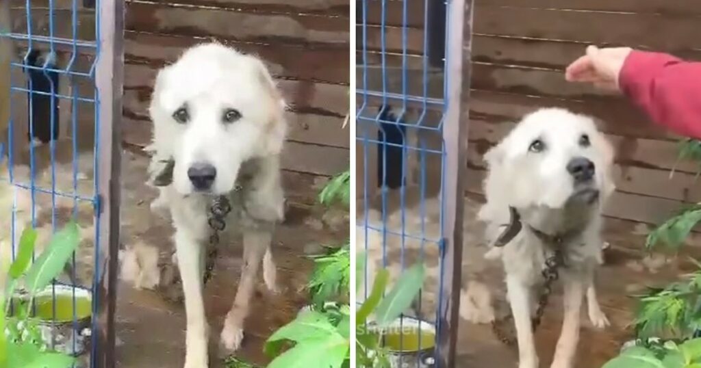 She was chained there for 8 years, full of her waste and longing to live