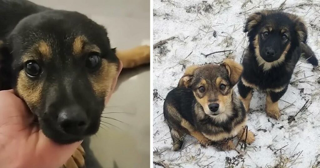 The puppies rushed to me when they had almost given up hope on the snowy road