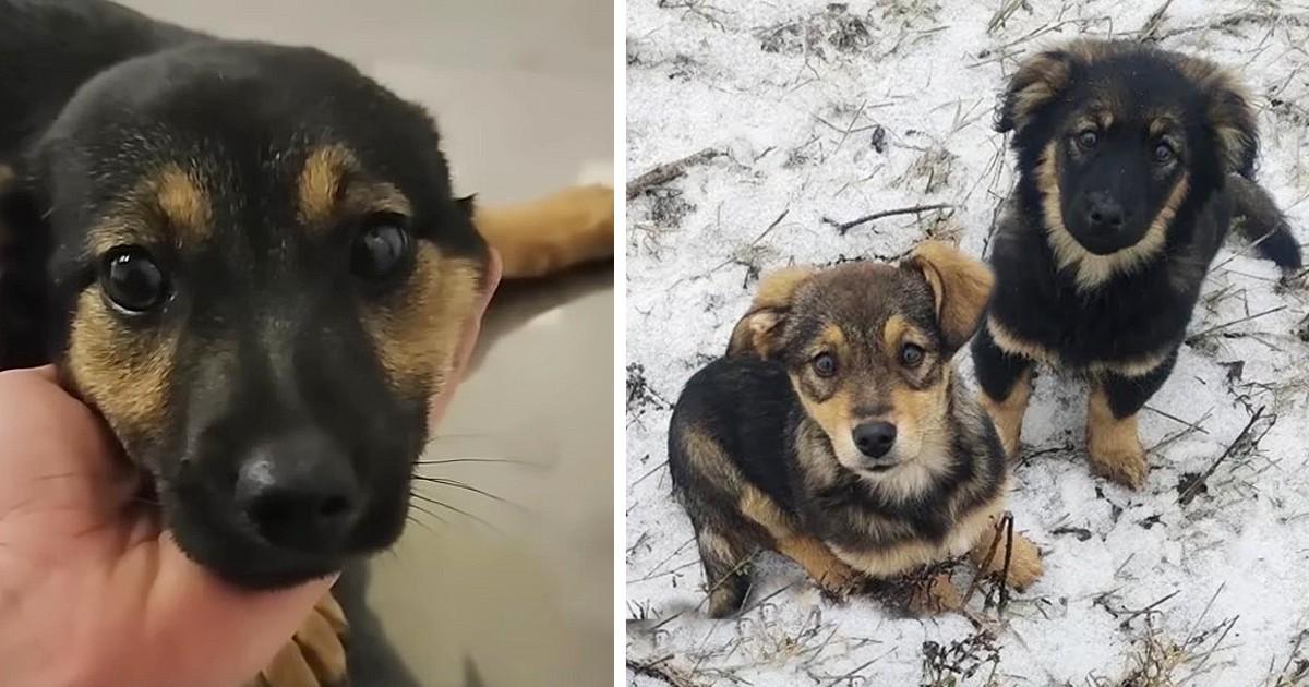 The puppies rushed to me when they had almost given up hope on the snowy road