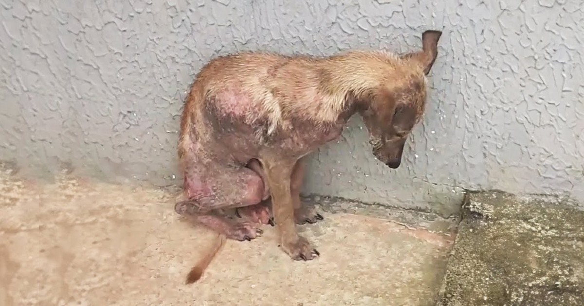 She Huddled Against The Wall, Terror In Her Eyes, Pleading With The Owner Not To Abandon Her There