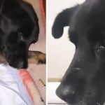 Disabled dog sobbed when he was bathed for the first time in his life