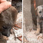 Desperate puppy collapse when he discovered he was safe from starving and decease