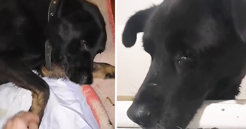 Disabled dog sobbed when he was bathed for the first time in his life