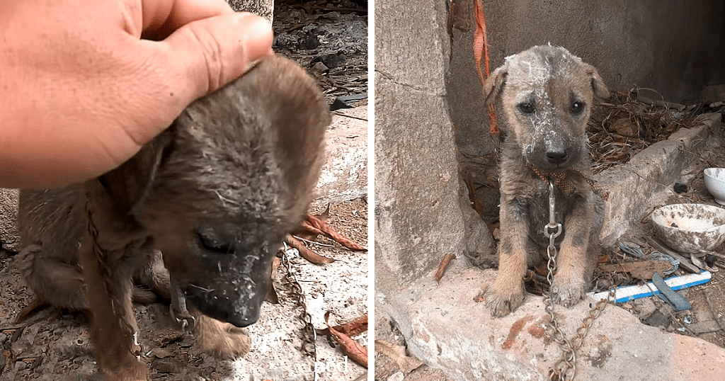 Desperate puppy collapse when he discovered he was safe from starving and decease