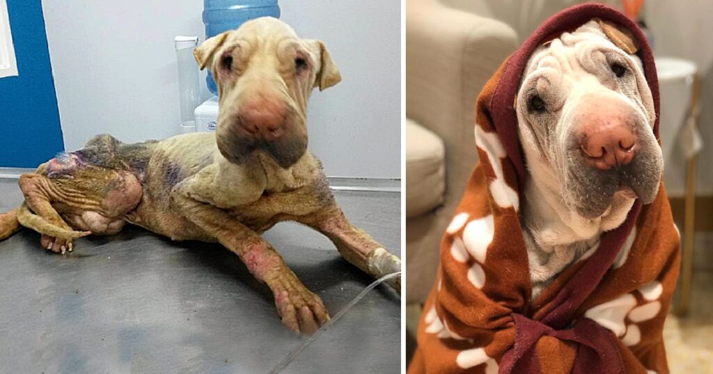 Rescued Thin Dog Was Abandoned For Days By The Owner And Ended too Sweet