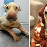 Rescued Thin Dog Was Abandoned For Days By The Owner And Ended too Sweet