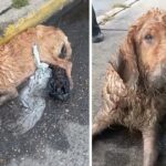 She crawled down the street and got drenched in the rain. waited for help for days in front of people’s eyes