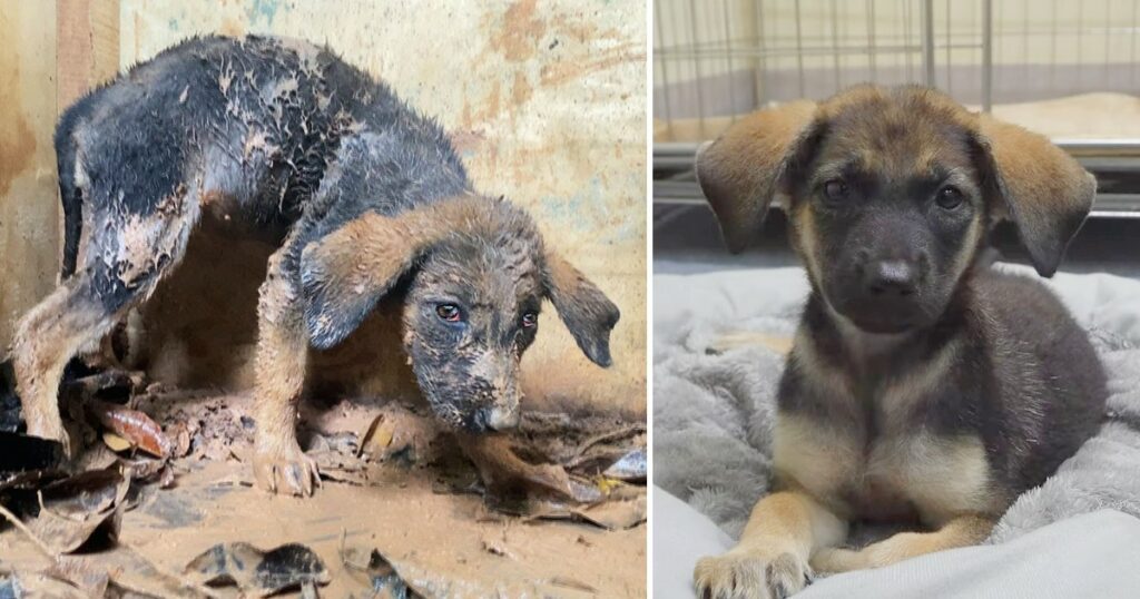 Journey to save a poor, abused puppy who was scared and whimpered when we found out about it