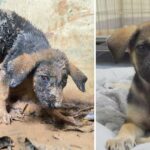 Journey to save a poor, abused puppy who was scared and whimpered when we found out about it