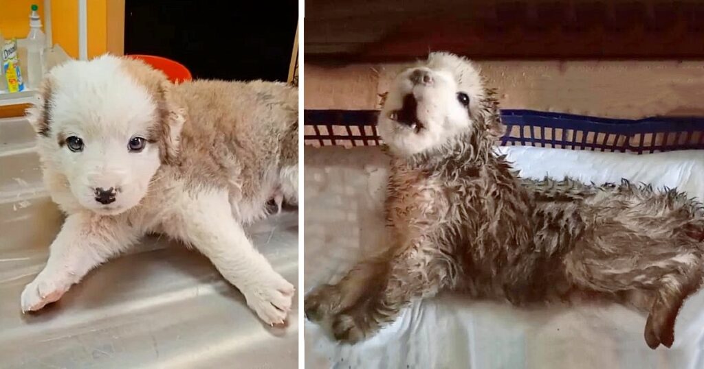 Poor Dog Found Crying in Pain in a Puddle, With a Severed Tail, It Waits for Death