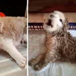 Poor Dog Found Crying in Pain in a Puddle, With a Severed Tail, It Waits for Death