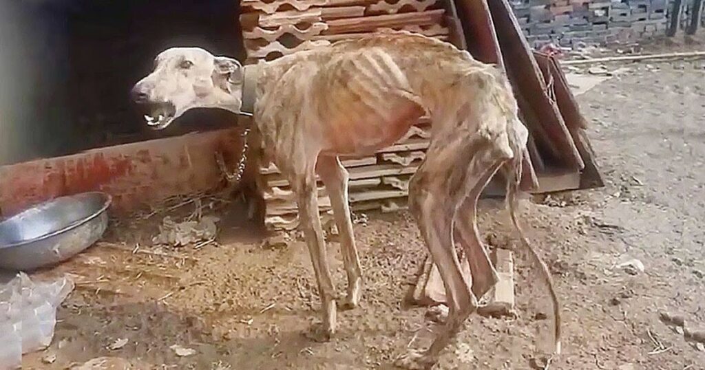 Unable to hold back tears, looking at the dog confined for 10 years, emaciated to the bone, in need of a blood transfusion to survive.