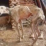 Unable to hold back tears, looking at the dog confined for 10 years, emaciated to the bone, in need of a blood transfusion to survive.