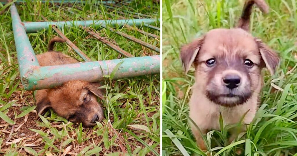 Stray Dog Stuck Under Gate Cries in Pain Until Losing Consciousness