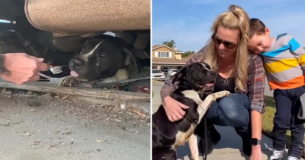 The Wonderful Woman Convinced The Sad Pregnant Dog Under The Truck