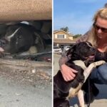 The Wonderful Woman Convinced The Sad Pregnant Dog Under The Truck