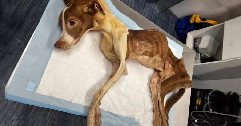 The Poor Dog is Like a Bag of Bones Discarded in Front of the Hospital in Critical Condition