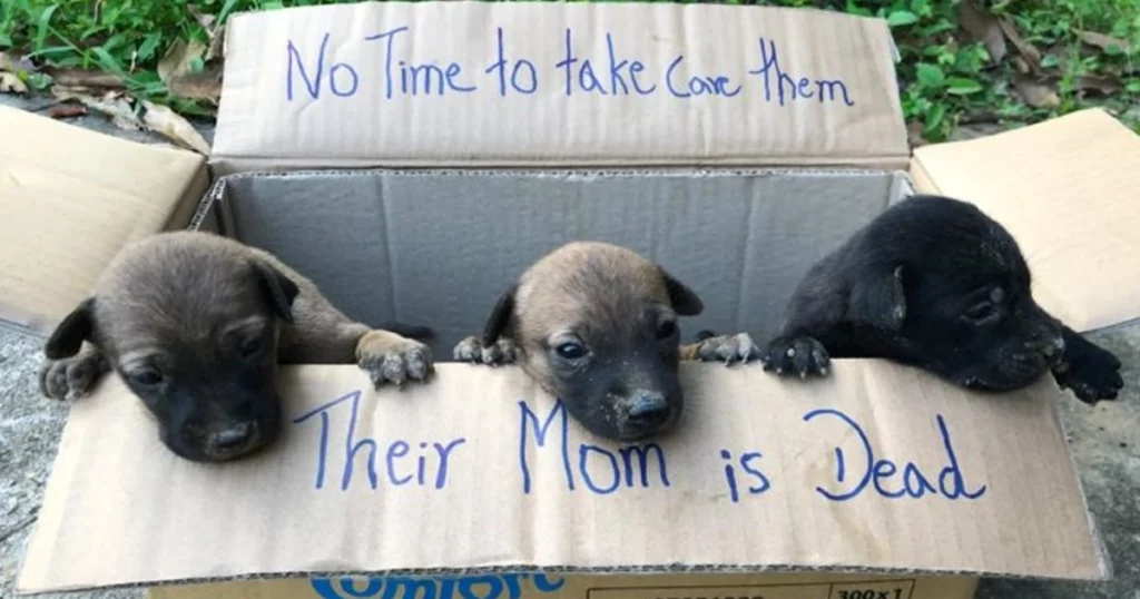 A Kind Boy Saves Three Puppies Left Out In The Box When Their Mom Was Dead