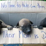 A Kind Boy Saves Three Puppies Left Out In The Box When Their Mom Was Dead