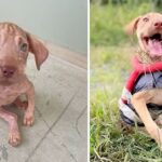 Disabled Puppy In Need, A Sister’s Tearful Plea for Assistance